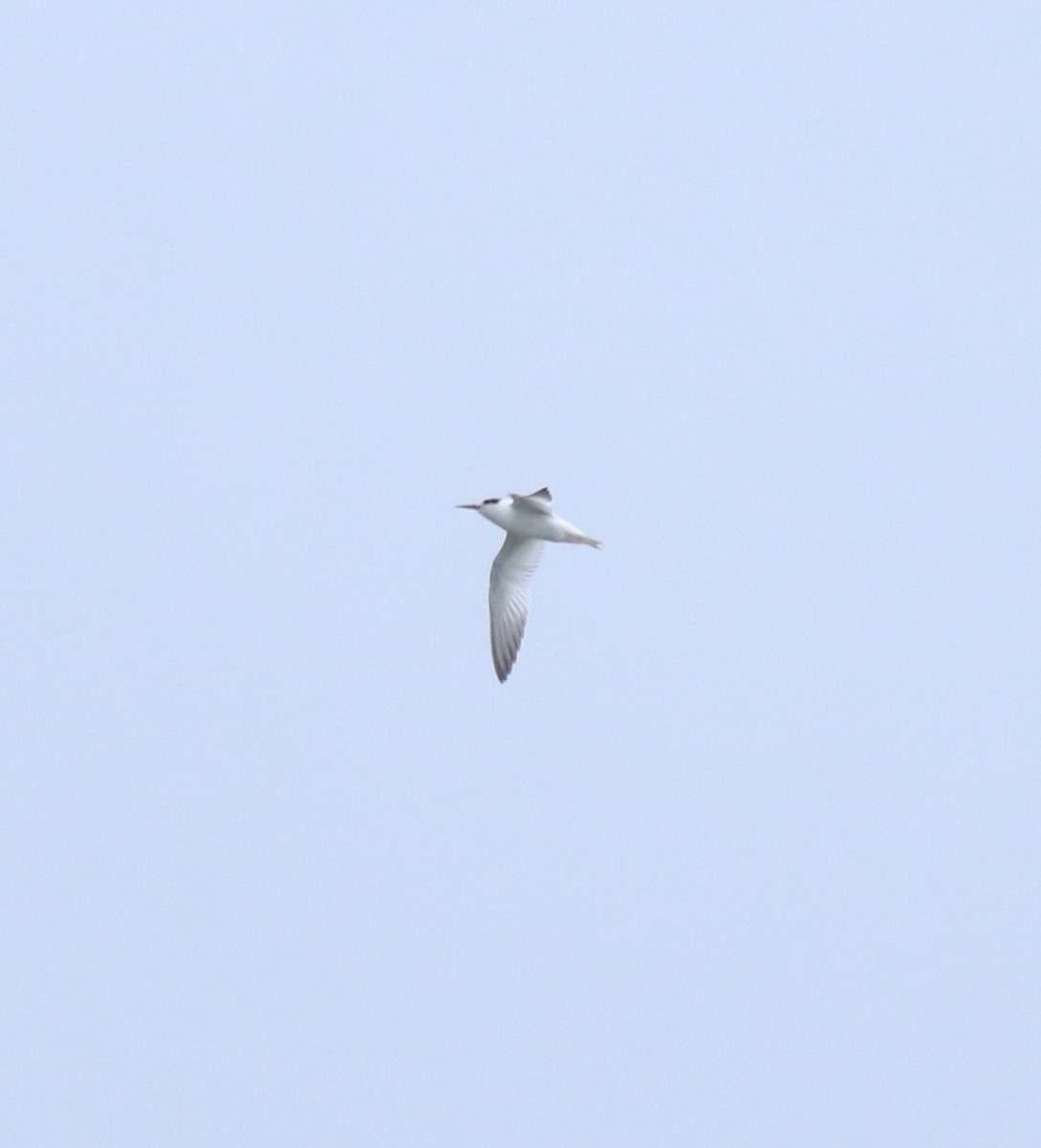 Little/Saunders's Tern - ML645917112