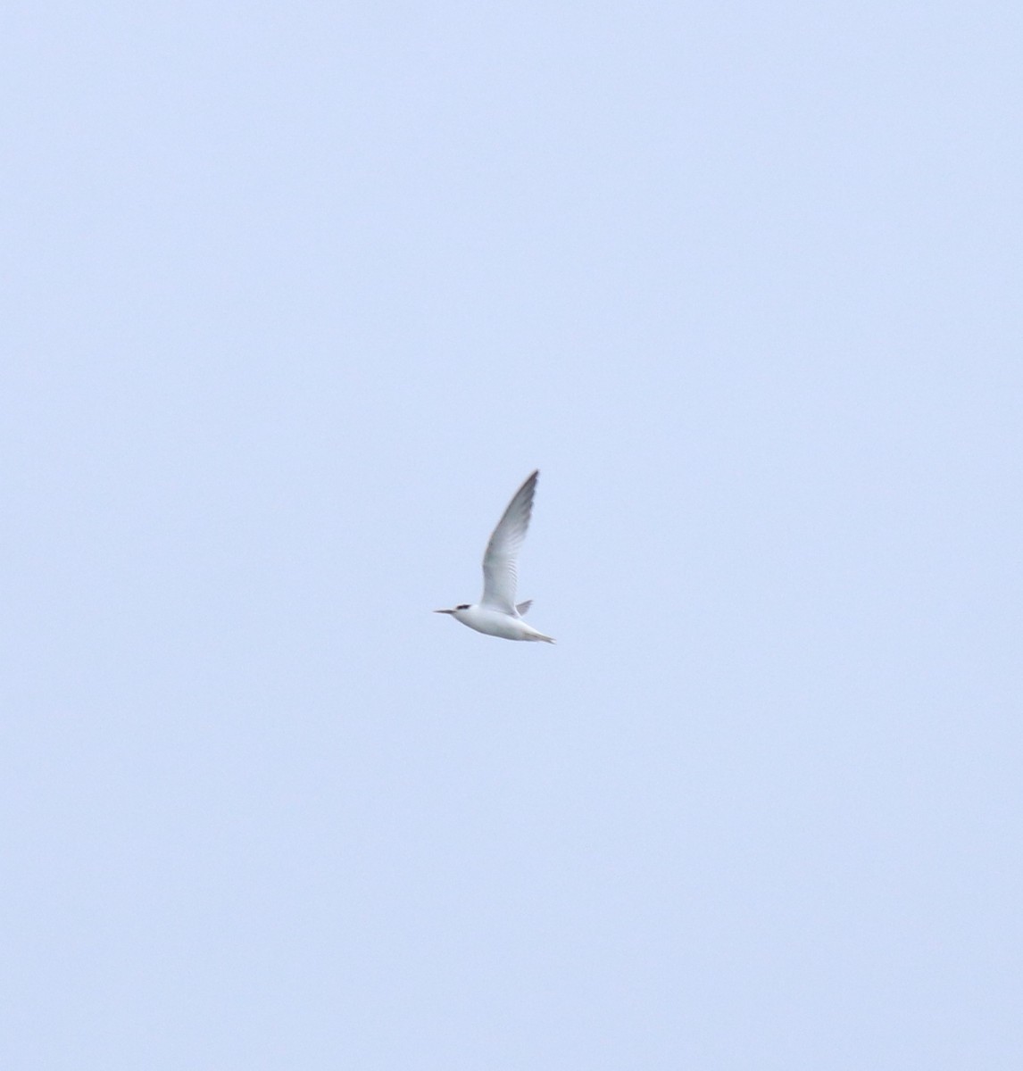 Little/Saunders's Tern - ML645917113