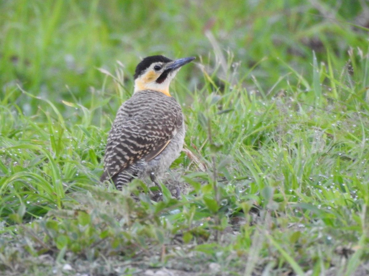 Campo Flicker - ML645917116