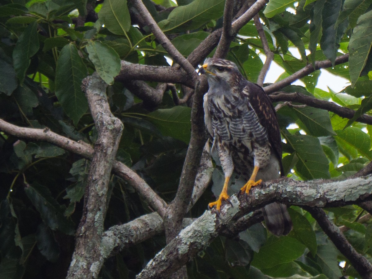 Gray Hawk - ML645917117