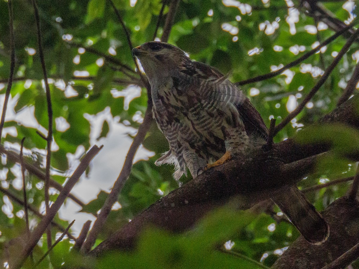 Gray Hawk - ML645917118