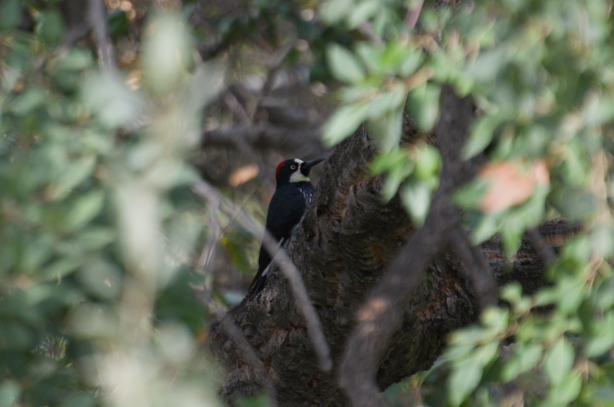 Acorn Woodpecker - ML645917119