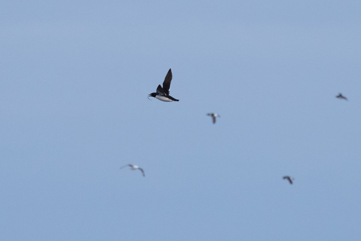 Thick-billed Murre - ML645917121