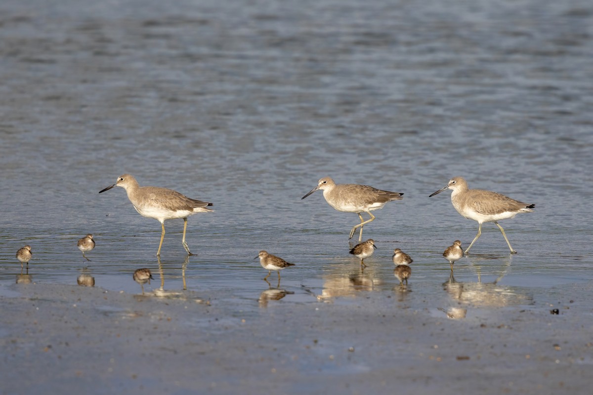 Willet - ML645917122