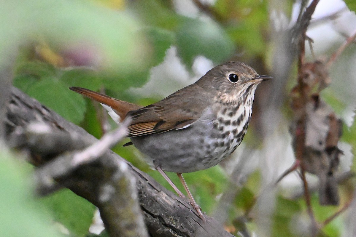 Hermit Thrush - ML645917123