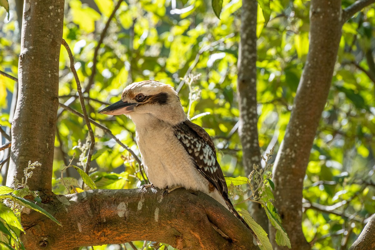 Laughing Kookaburra - ML645917125