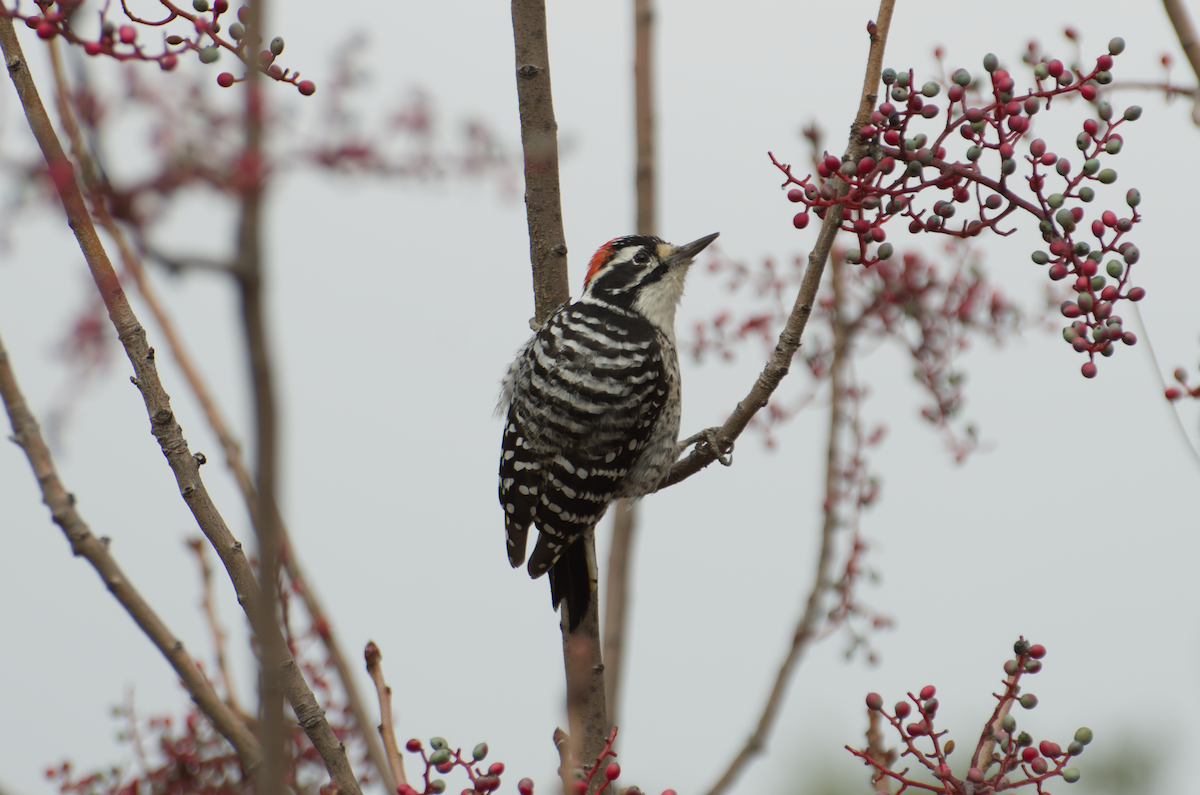 Nuttall's Woodpecker - ML645917126