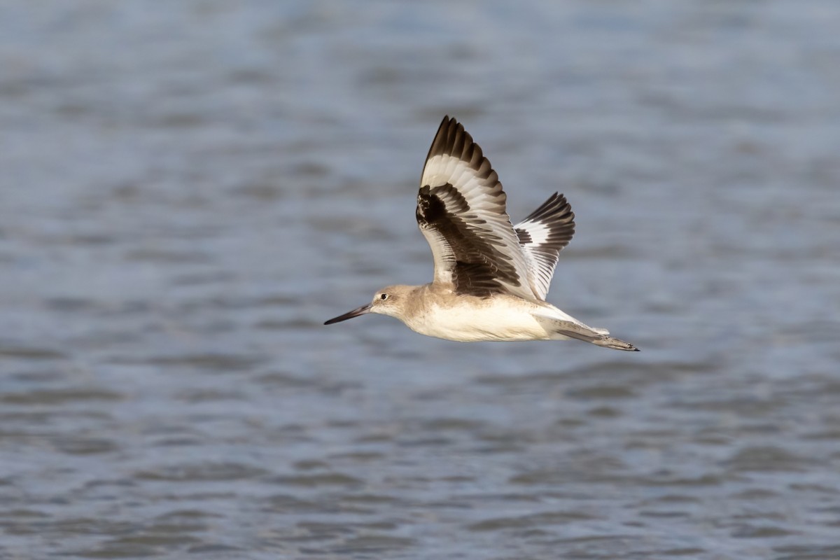 Willet - ML645917127