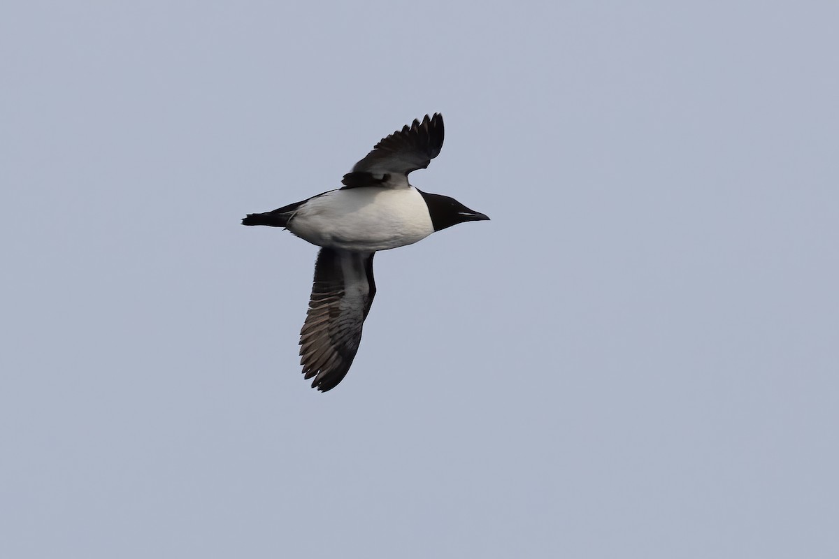 Thick-billed Murre - ML645917128