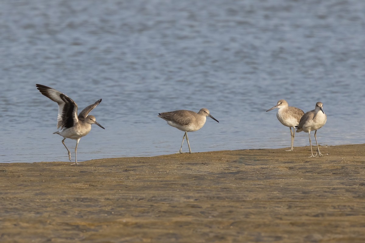 Willet - ML645917129