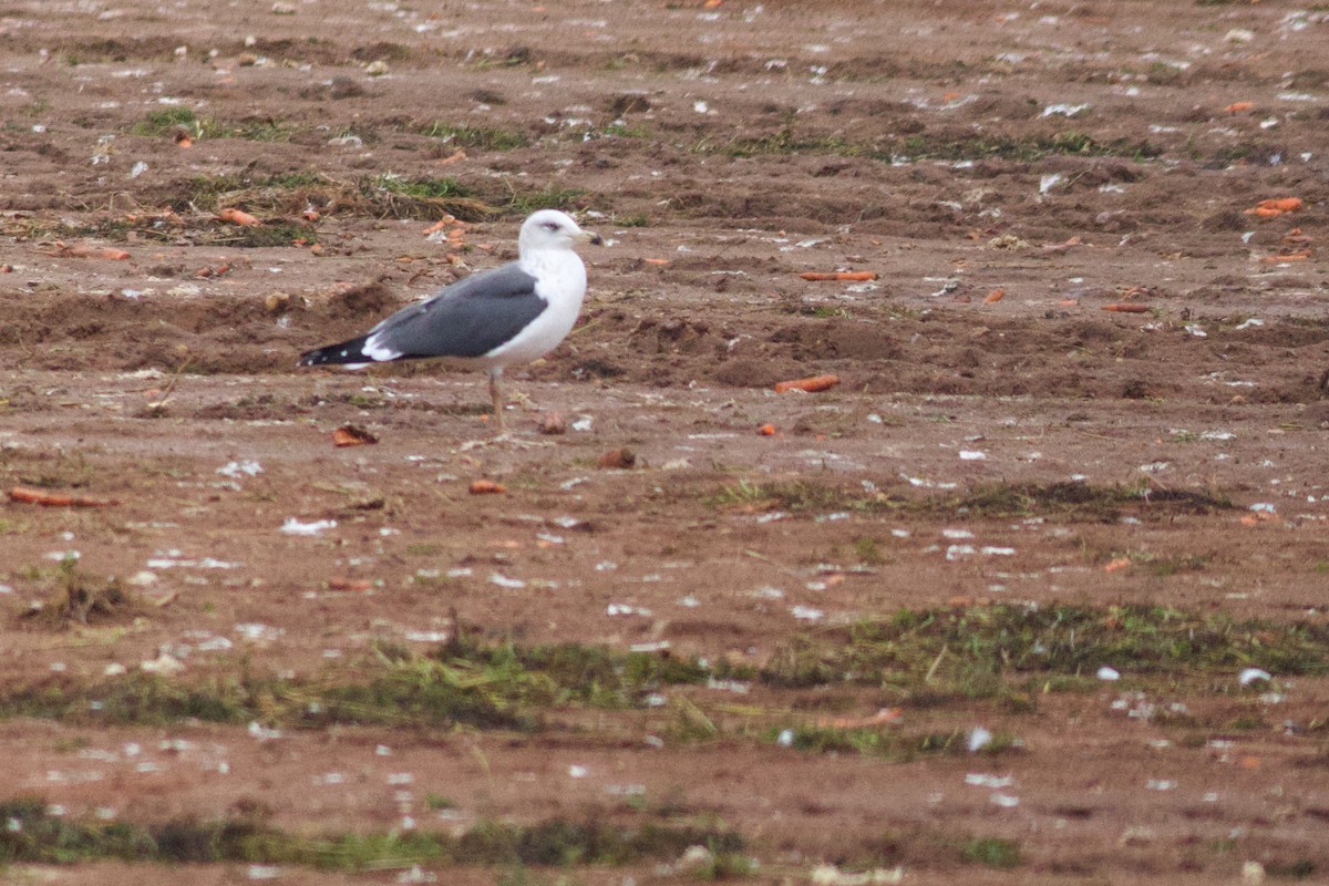 Lesser Black-backed Gull - ML645917130