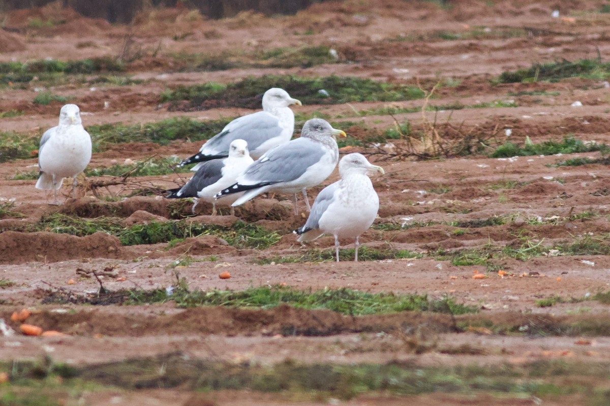 Lesser Black-backed Gull - ML645917131