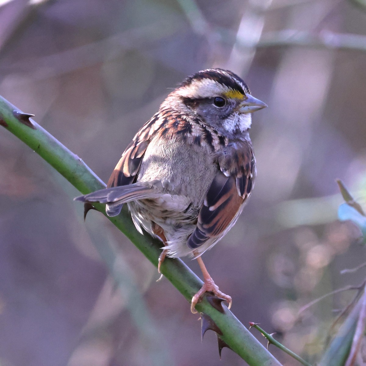 White-throated Sparrow - ML645917132