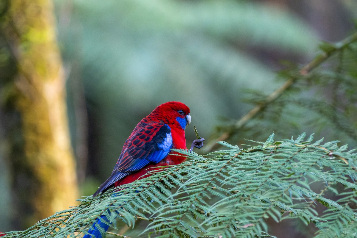 Crimson Rosella - ML645917134