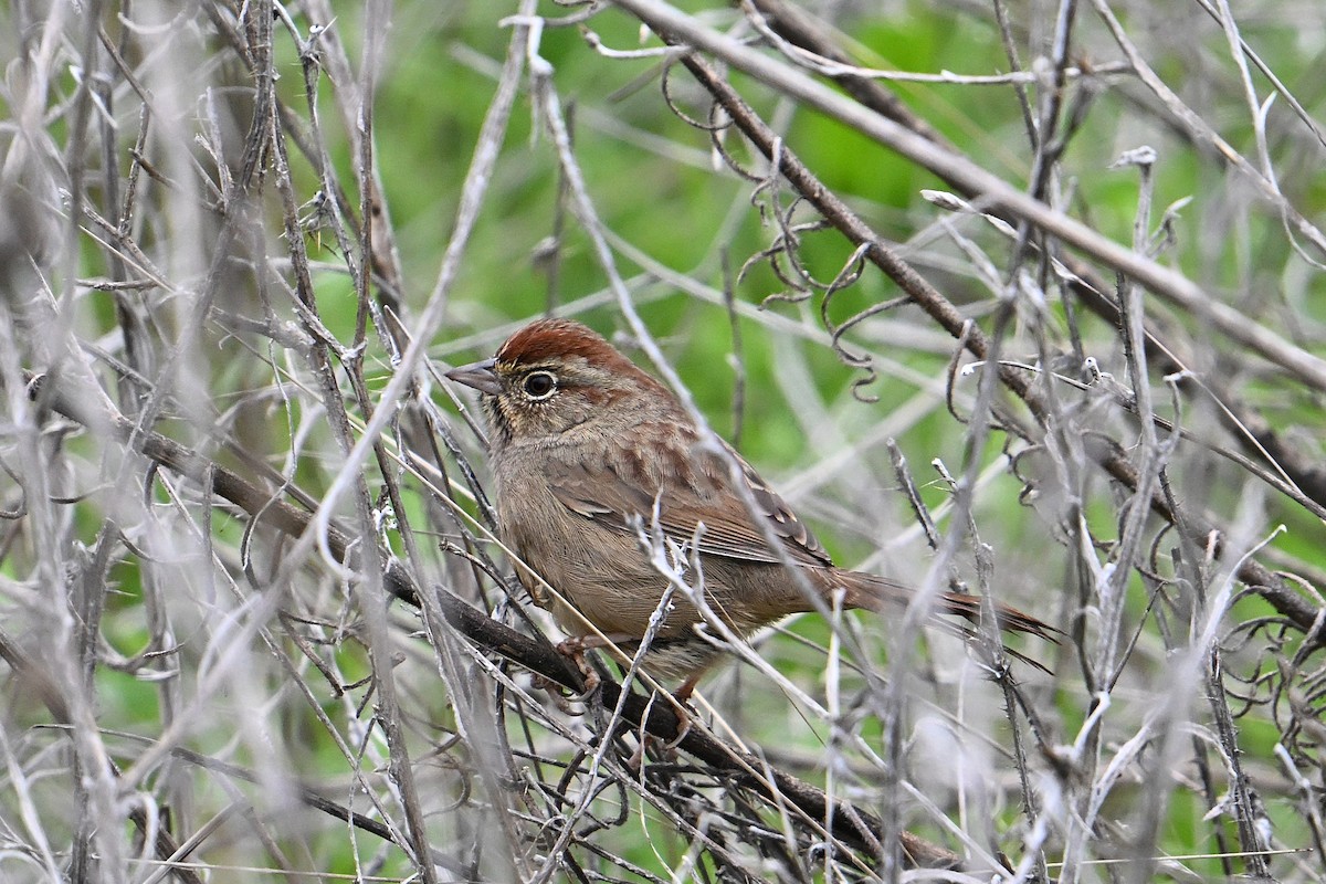 Rufous-crowned Sparrow - ML645917135