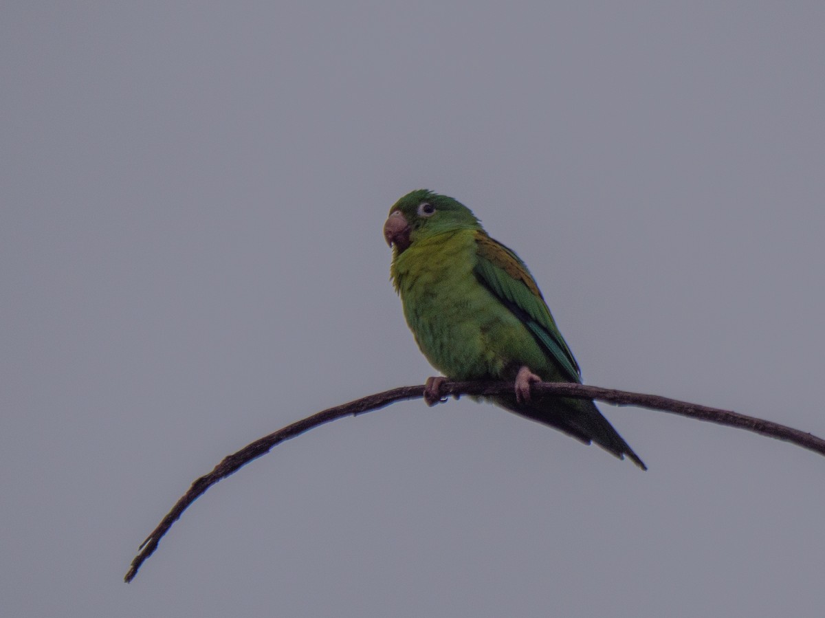 Orange-chinned Parakeet - ML645917136