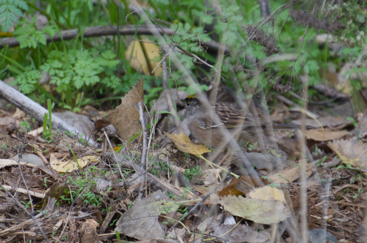 Golden-crowned Sparrow - ML645917137
