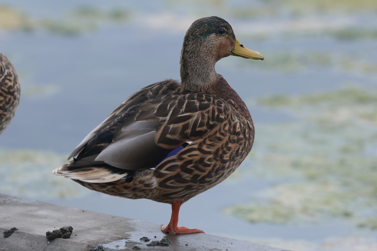 Mallard x Mexican Duck (hybrid) - ML645917141