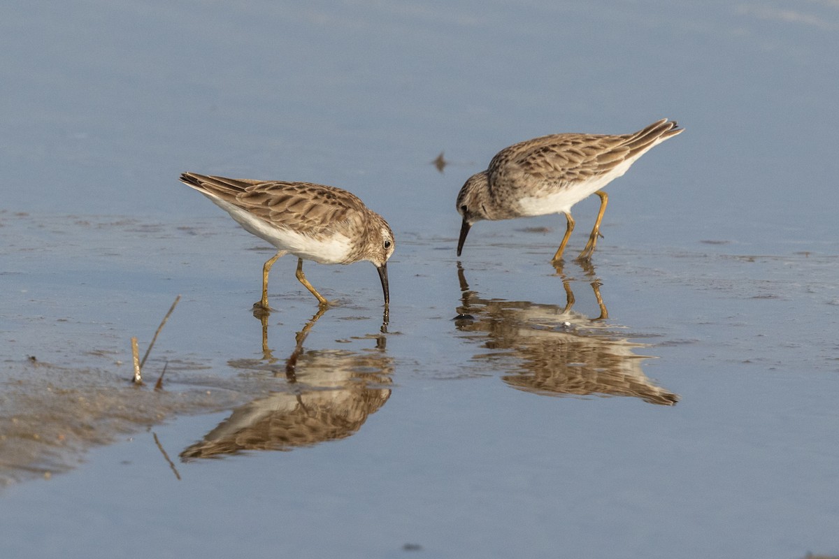 Least Sandpiper - ML645917142