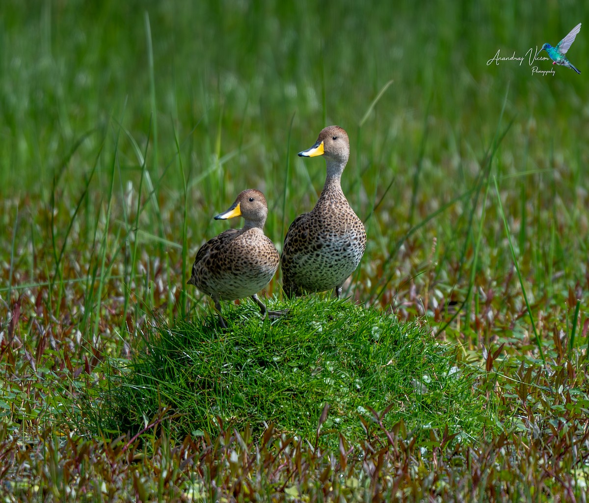 Yellow-billed Pintail - ML645917145