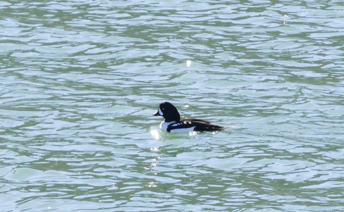 Barrow's Goldeneye - ML645917150