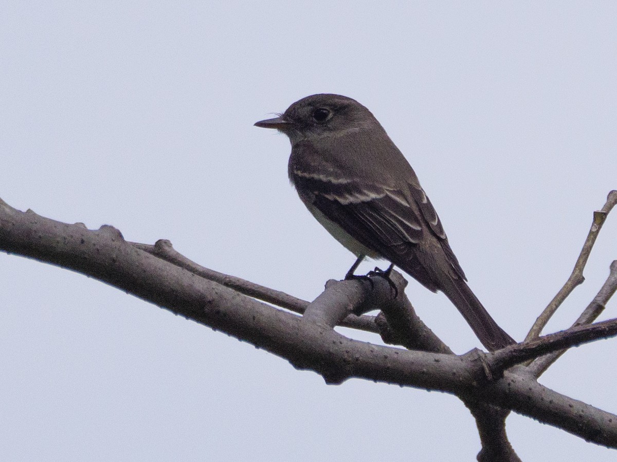 Eastern Wood-Pewee - ML645917159