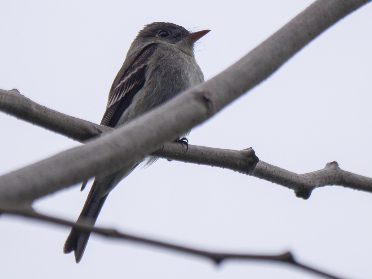 Eastern Wood-Pewee - ML645917160