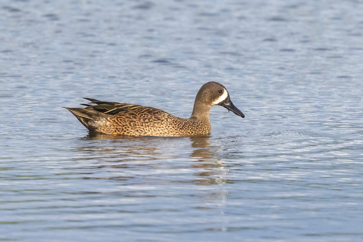 Blue-winged Teal - ML645917179
