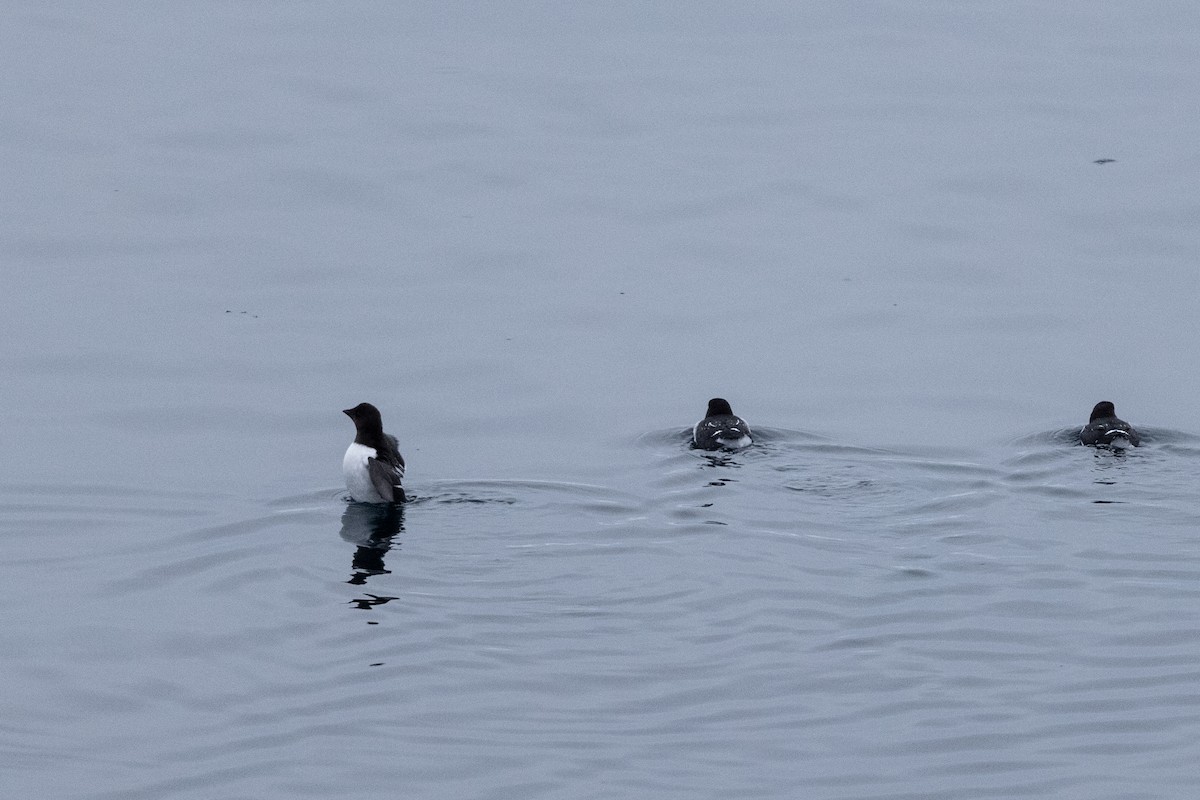 Pottorro txikia - ML645917180