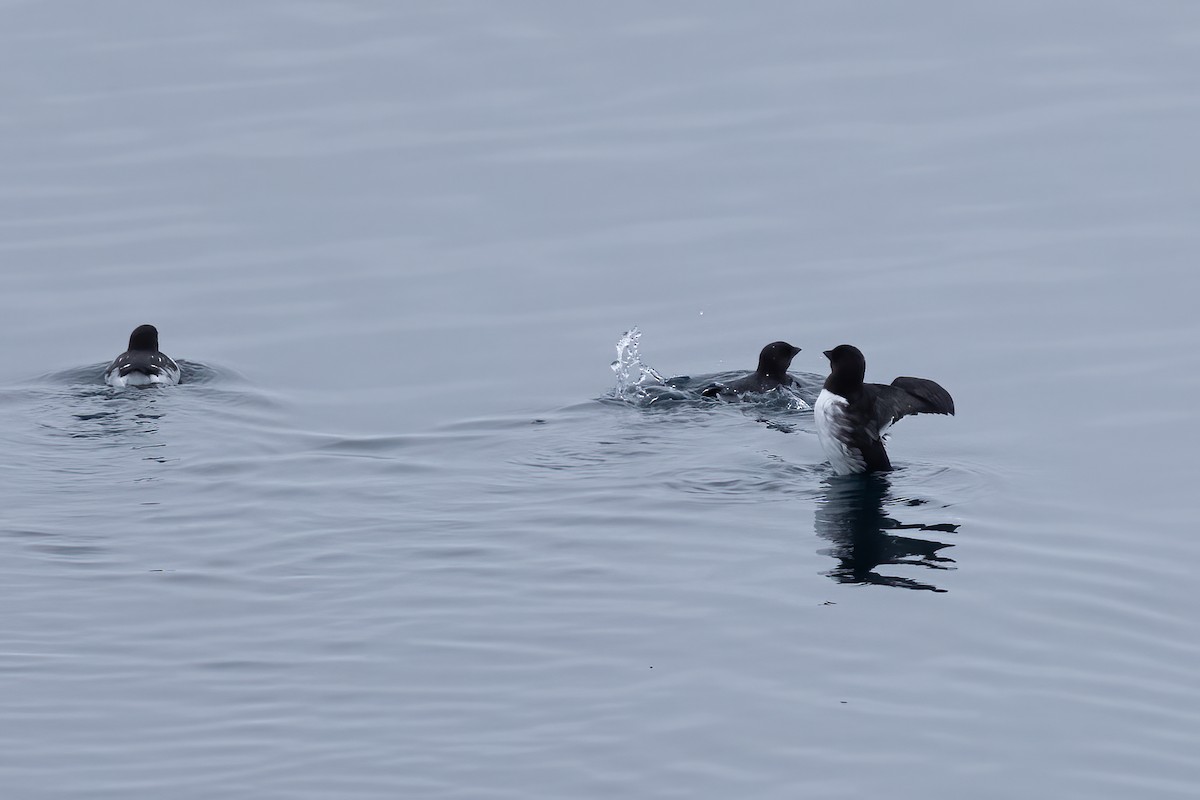 Pottorro txikia - ML645917183