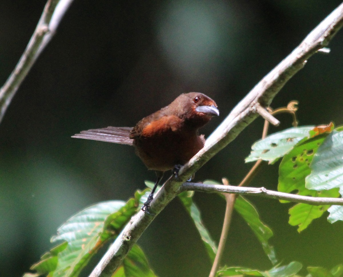 Silver-beaked Tanager - ML645917196