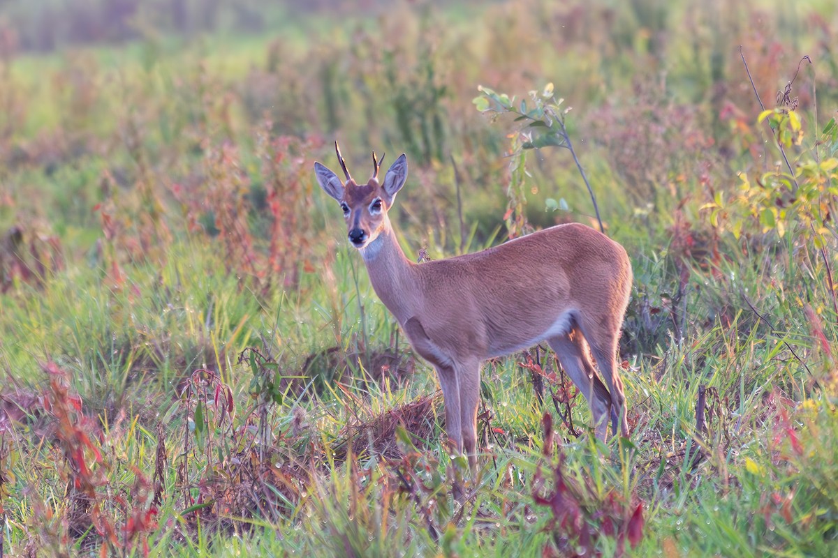 パンパスジカ - ML645917199