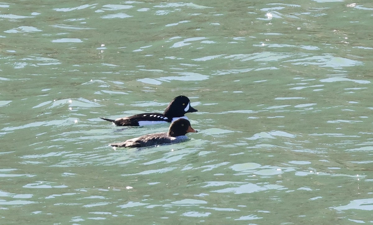 Barrow's Goldeneye - ML645917201