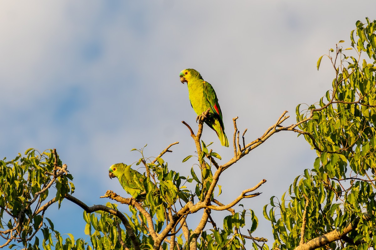 Amazona Frentiazul - ML645917202