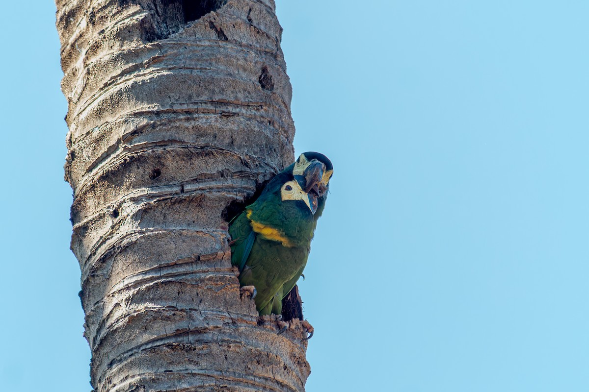 キエリヒメコンゴウインコ - ML645917207