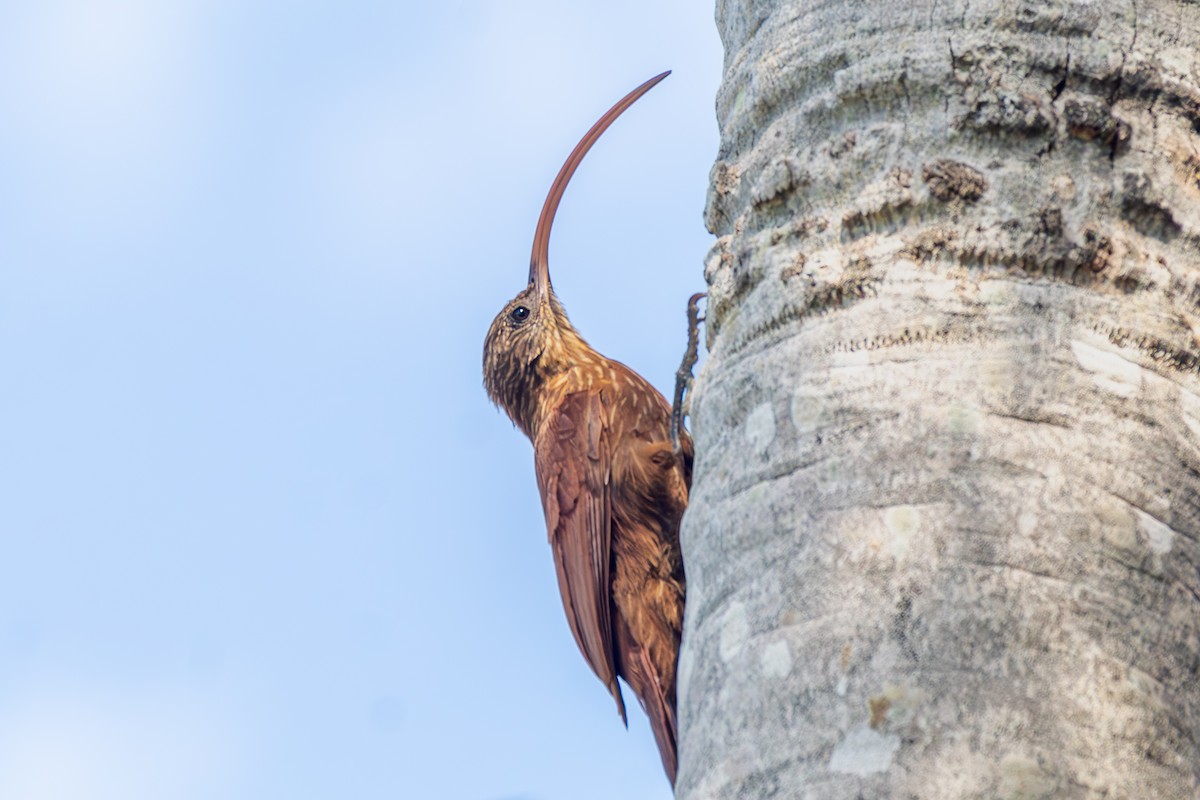 アカユミハシオニキバシリ - ML645917208