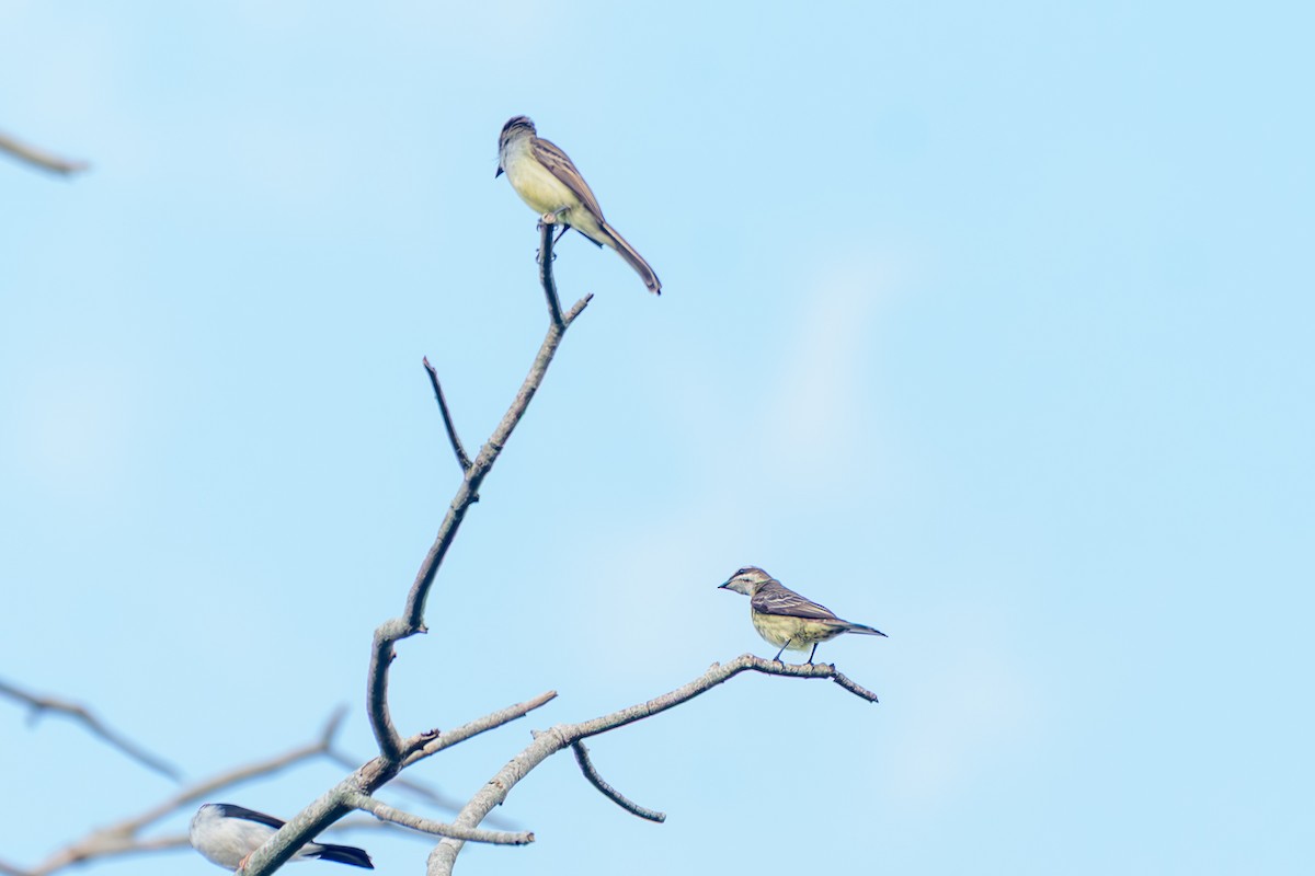 ホオジロタイランチョウ - ML645917210