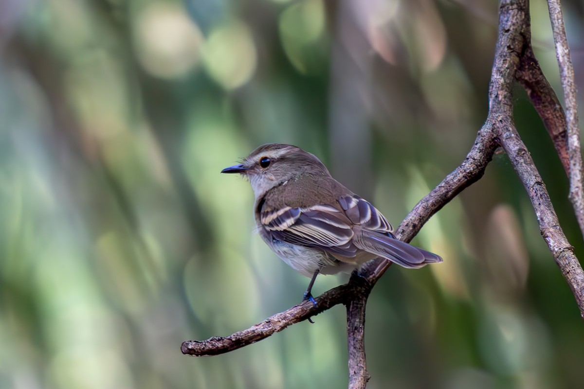 Fuscous Flycatcher - ML645917212