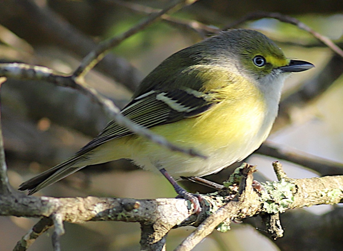 White-eyed Vireo - ML645917215