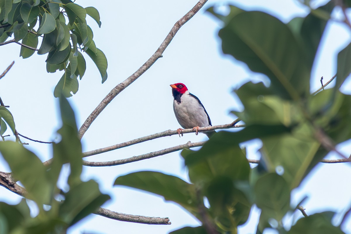 キバシコウカンチョウ - ML645917216