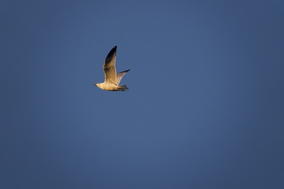 Ring-billed Gull - ML645917218