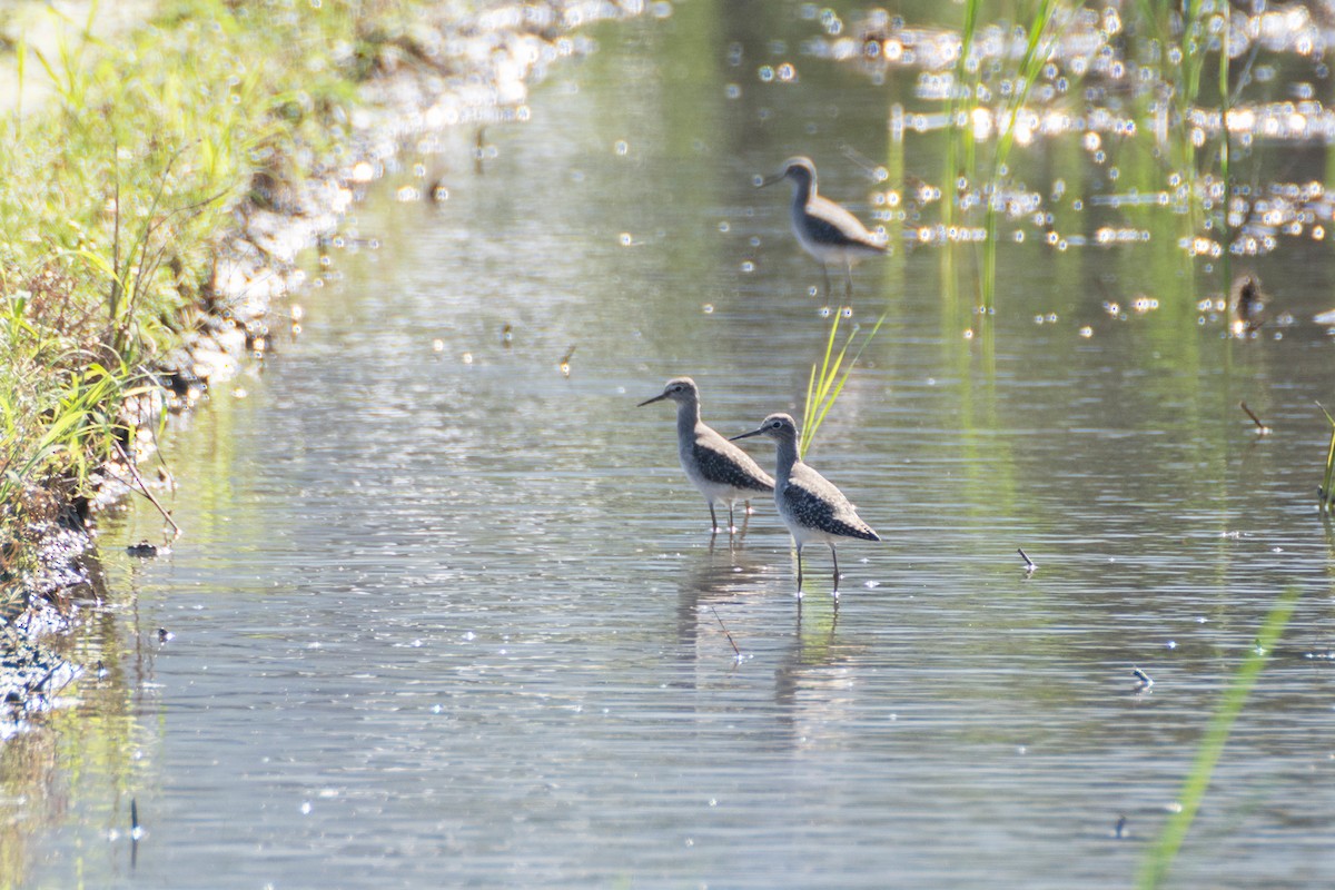vodouš bahenní - ML645917227