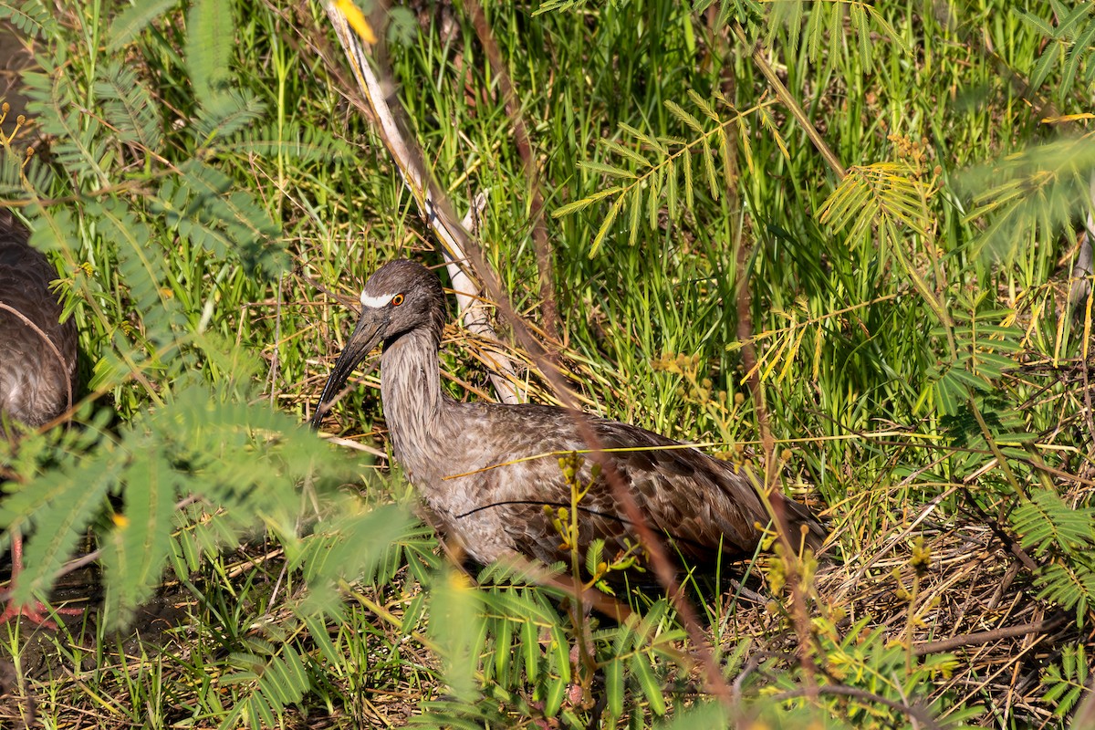 ハイイロトキ - ML645917230