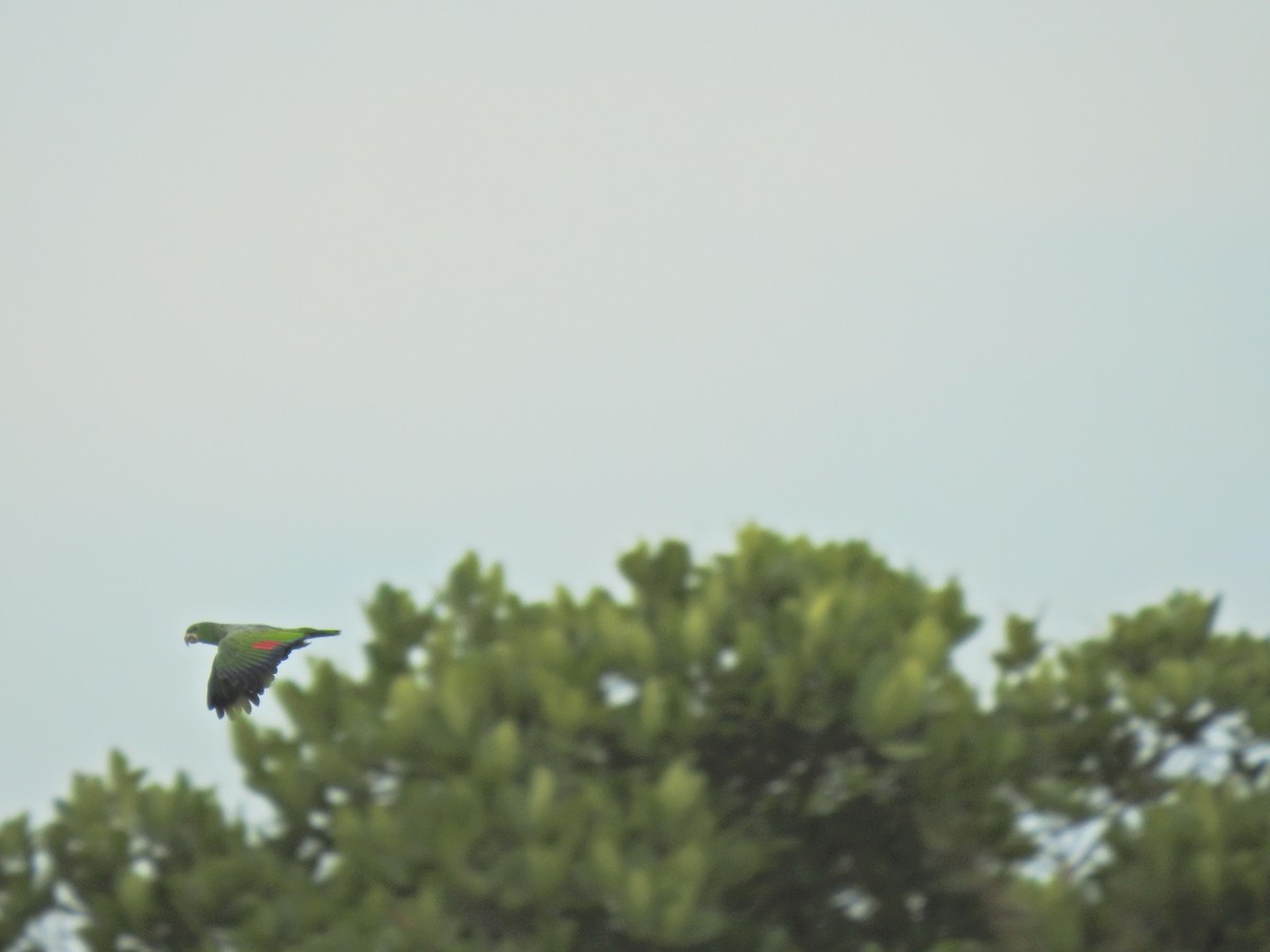 Kawall's Amazon - ML645917234