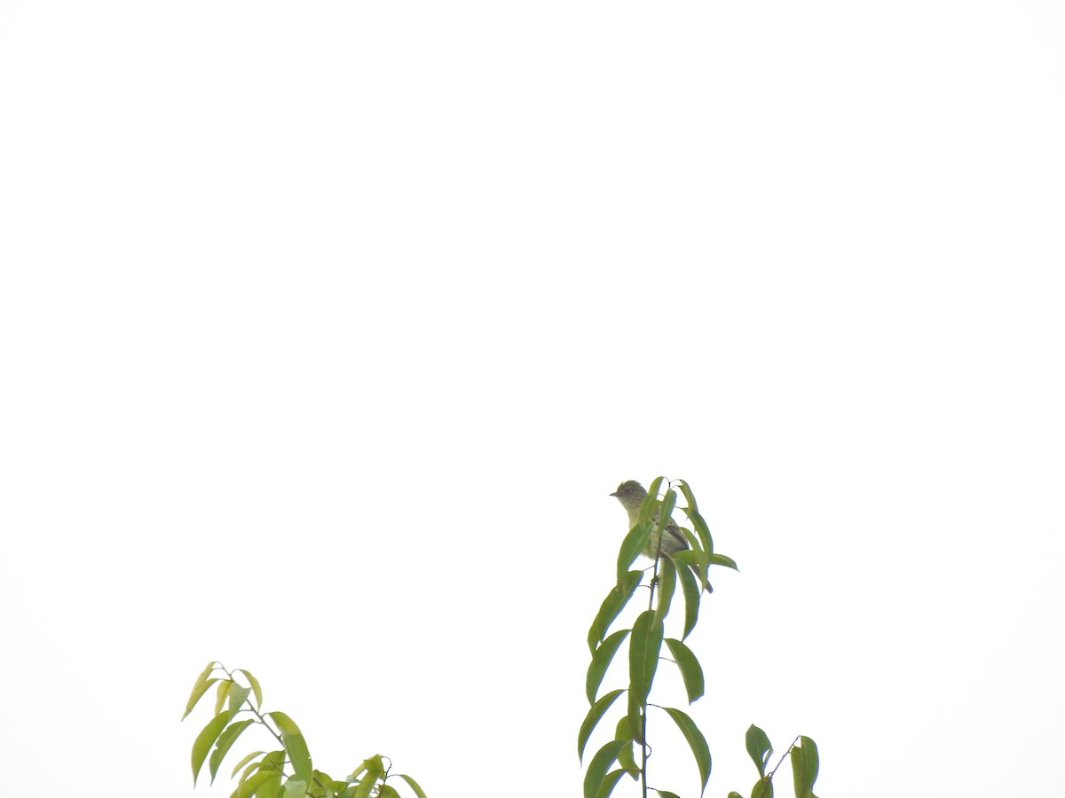 Chico's Tyrannulet - ML645917239