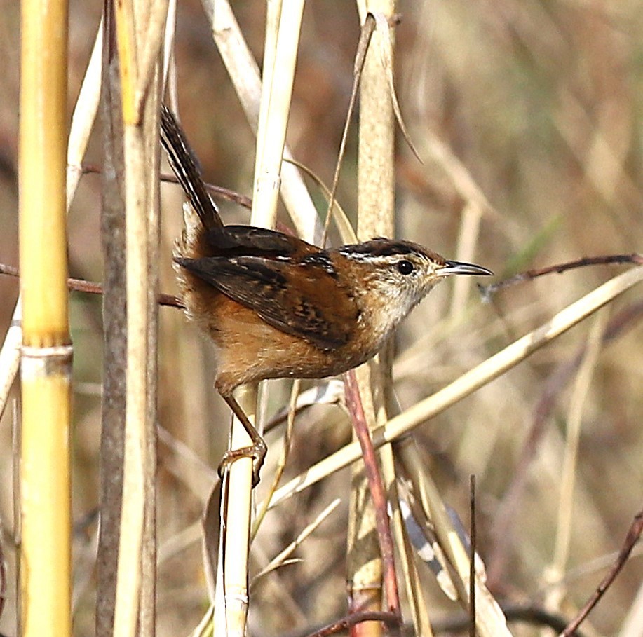 Marsh Wren - ML645917246