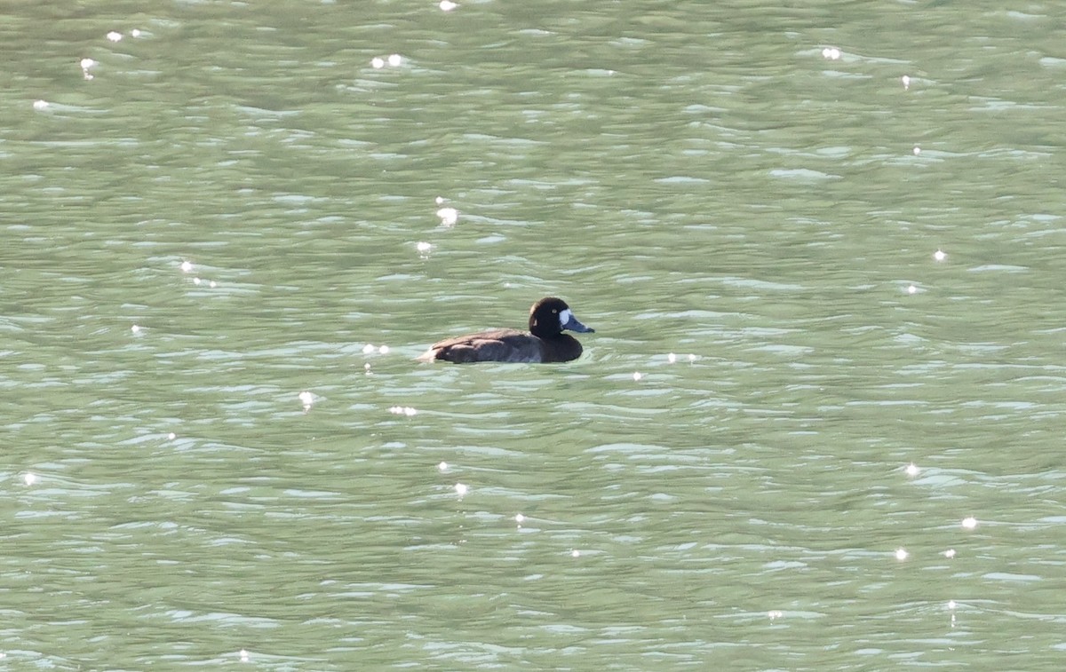 スズガモ - ML645917250