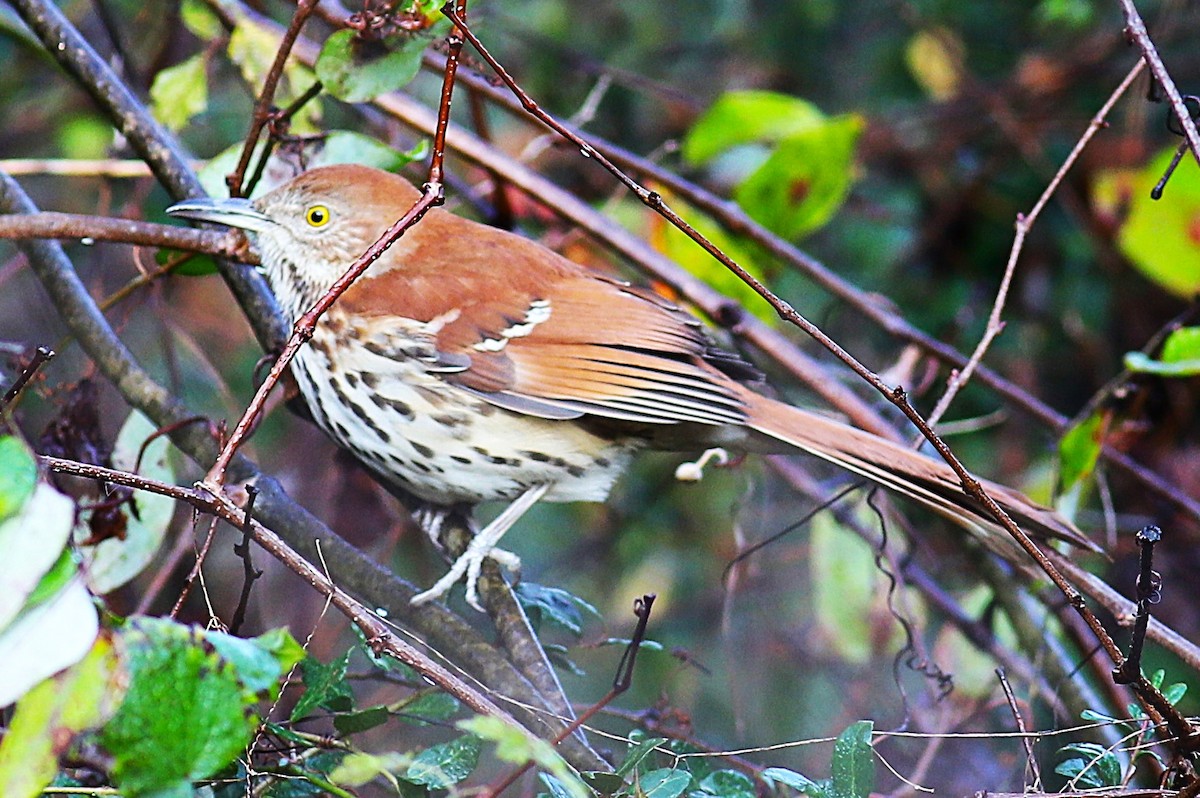 דשוש חום - ML645917257