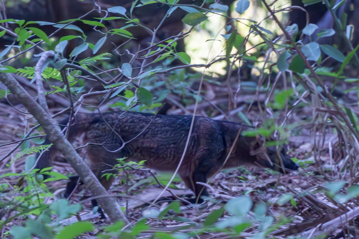 カニクイイヌ - ML645917259