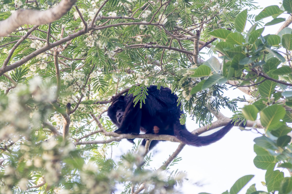 クロホエザル - ML645917261